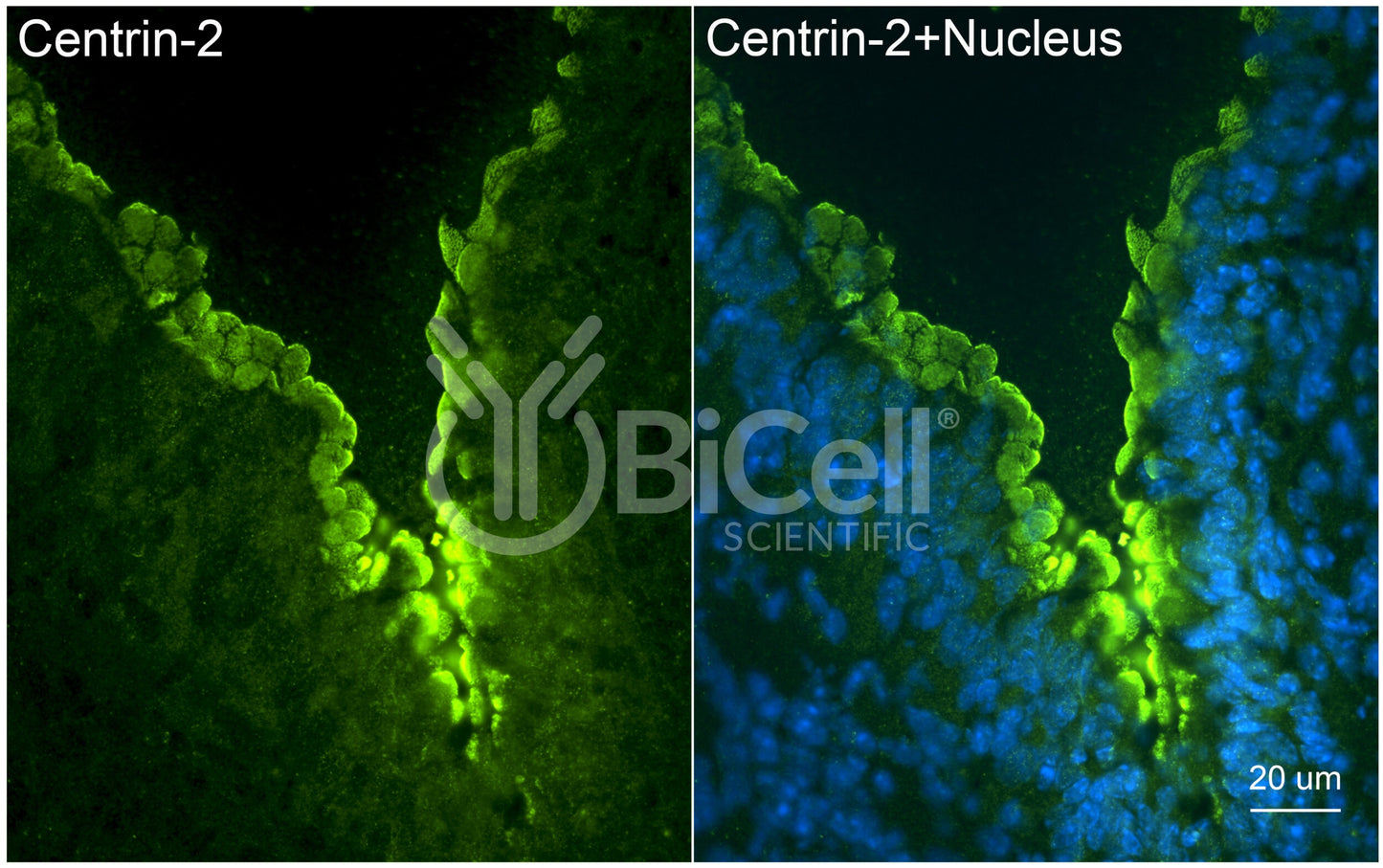 Centrin-2 Antibody