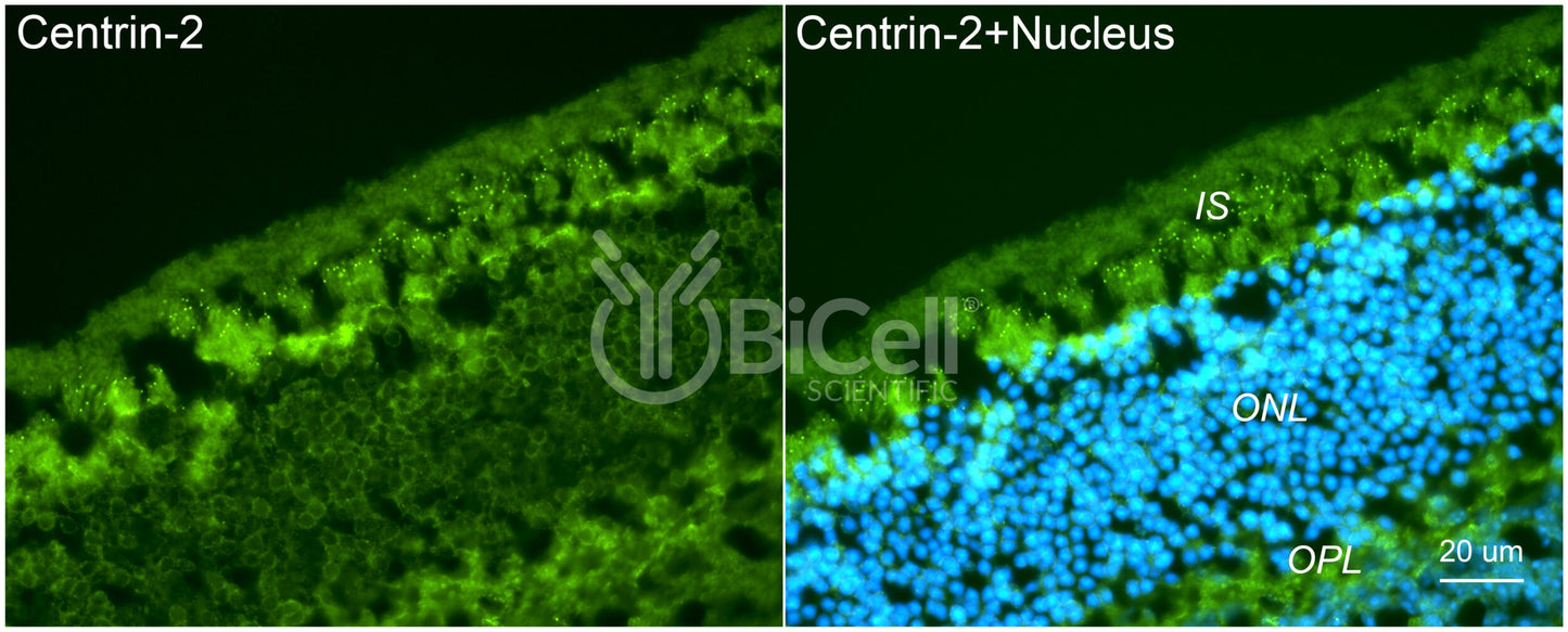 Centrin-2 Antibody