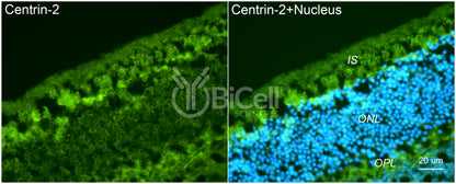 Centrin-2 Antibody