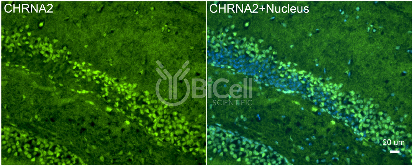 CHRNA2 Antibody