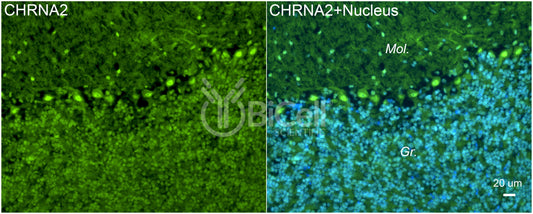 CHRNA2 Antibody