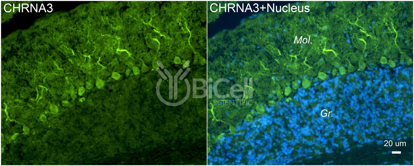 CHRNA3 (NACHRA3) Antibody - Western Blot Validated