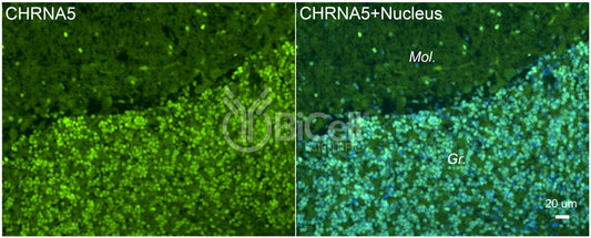 CHRNA5 Antibody - Western Blot Validated