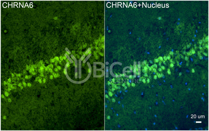 CHRNA6 Antibody - Western Blot Validated