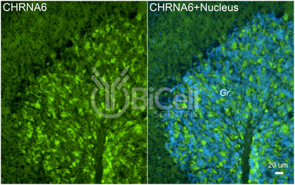 CHRNA6 Antibody - Western Blot Validated