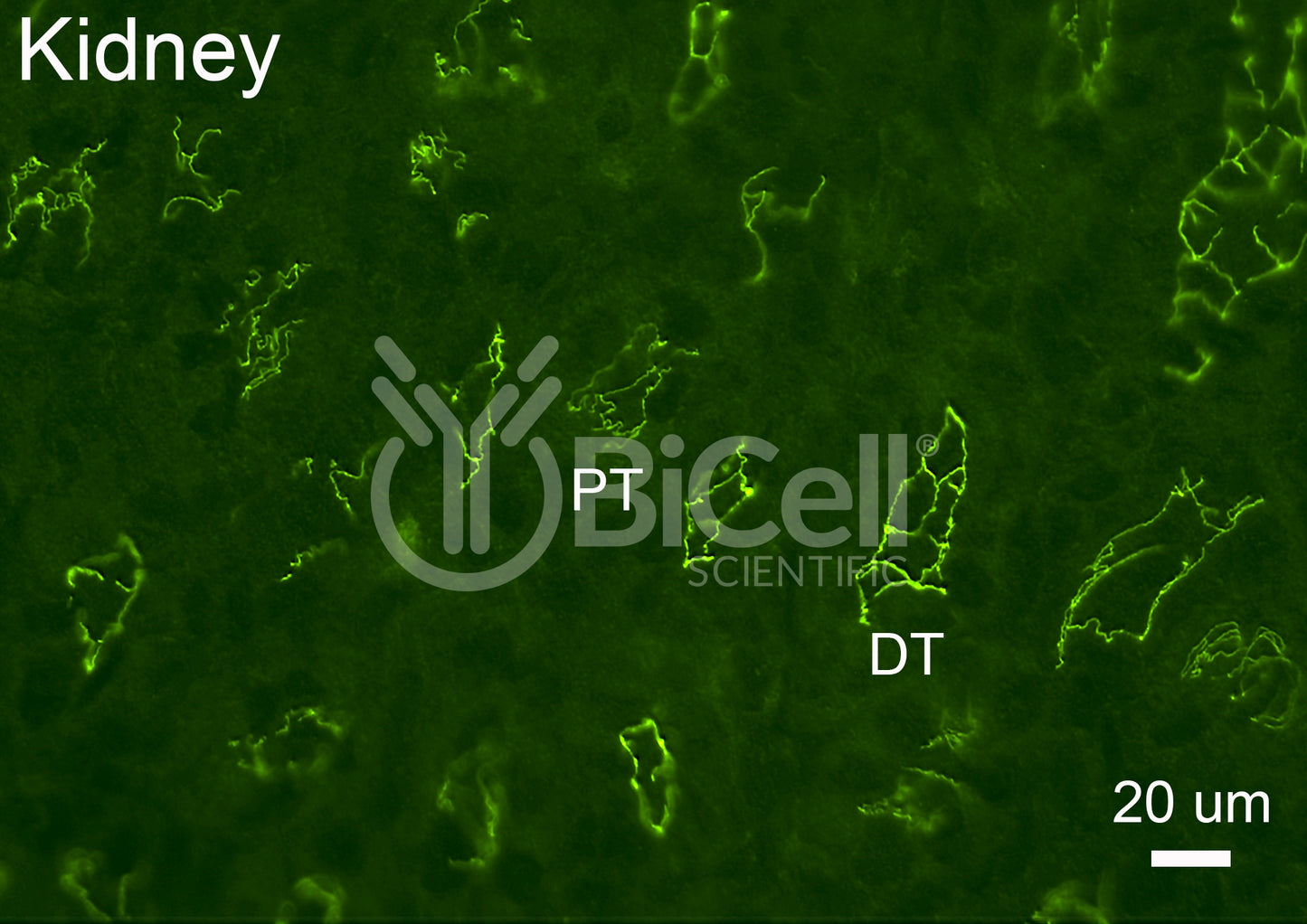 Cingulin (CGN) Antibody - Western Blot Validated