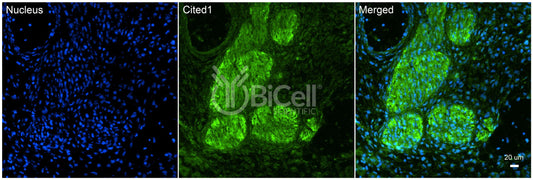 CITED1 Antibody - Western Blot Validated