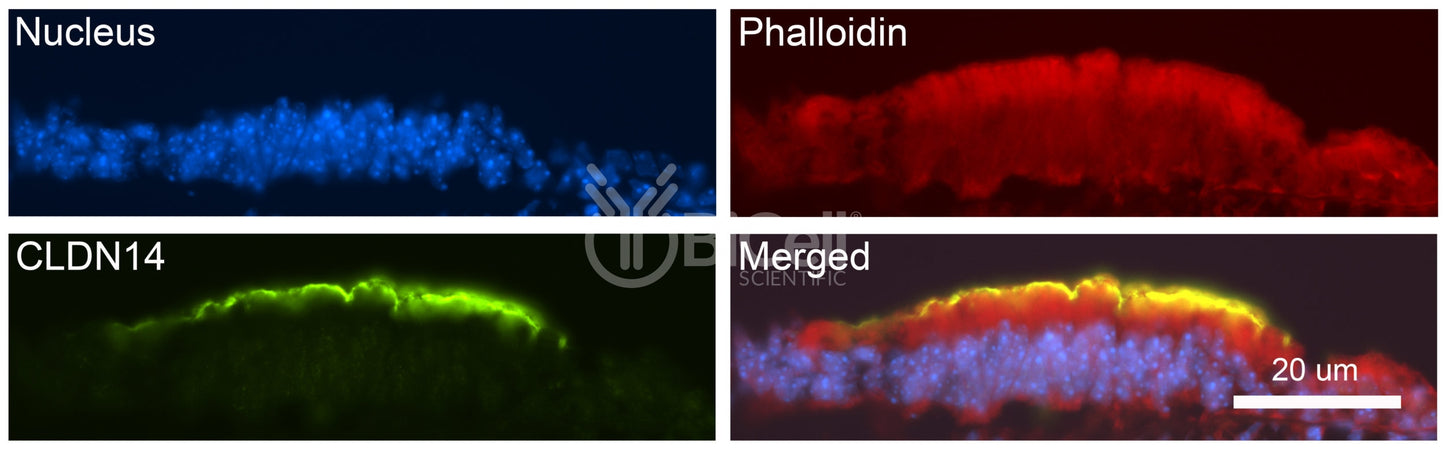 Claudin-14 (CLDN14) Antibody - Western Blot Validated
