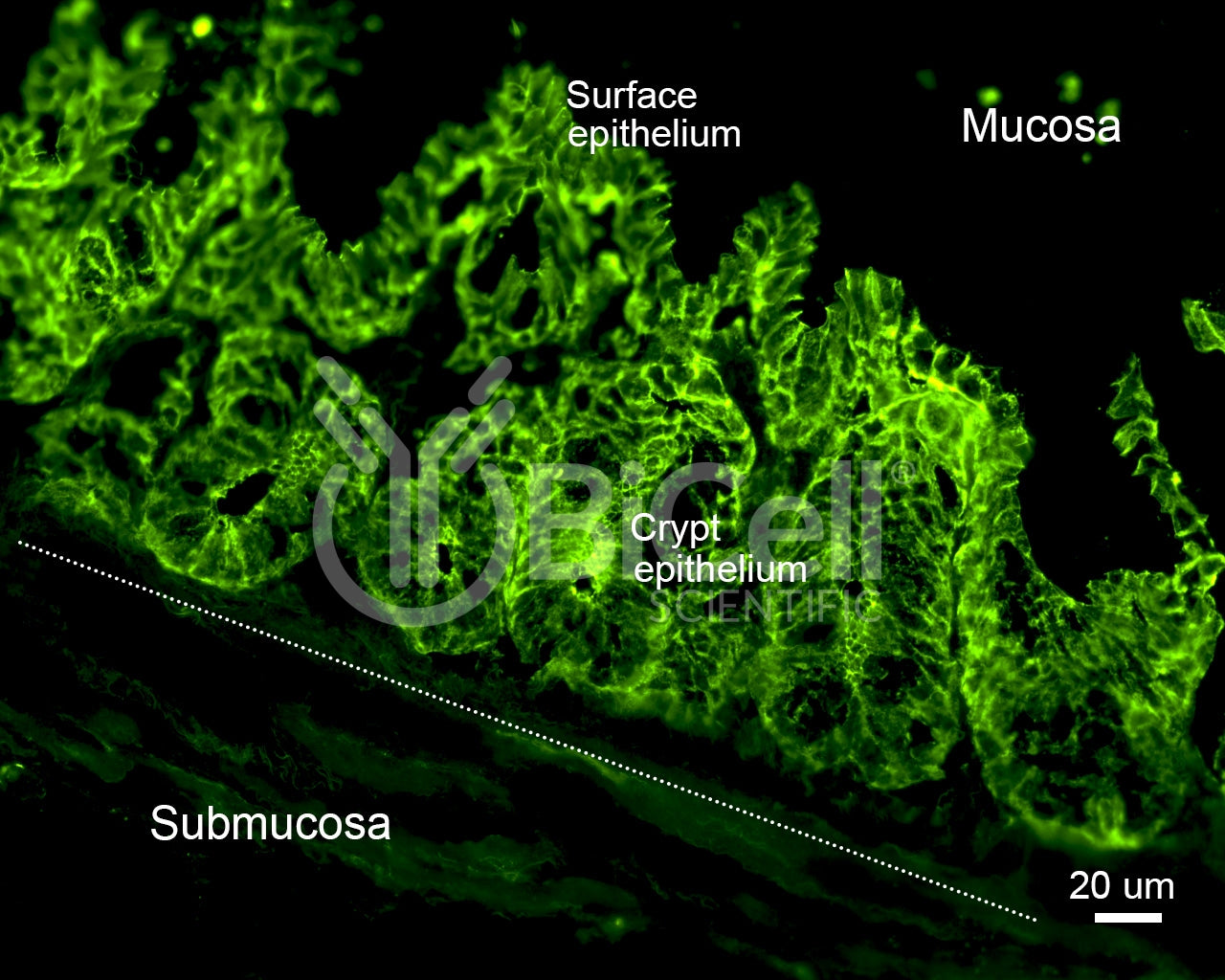 Claudin-1 (CLDN1) Antibody - FFPE Validated