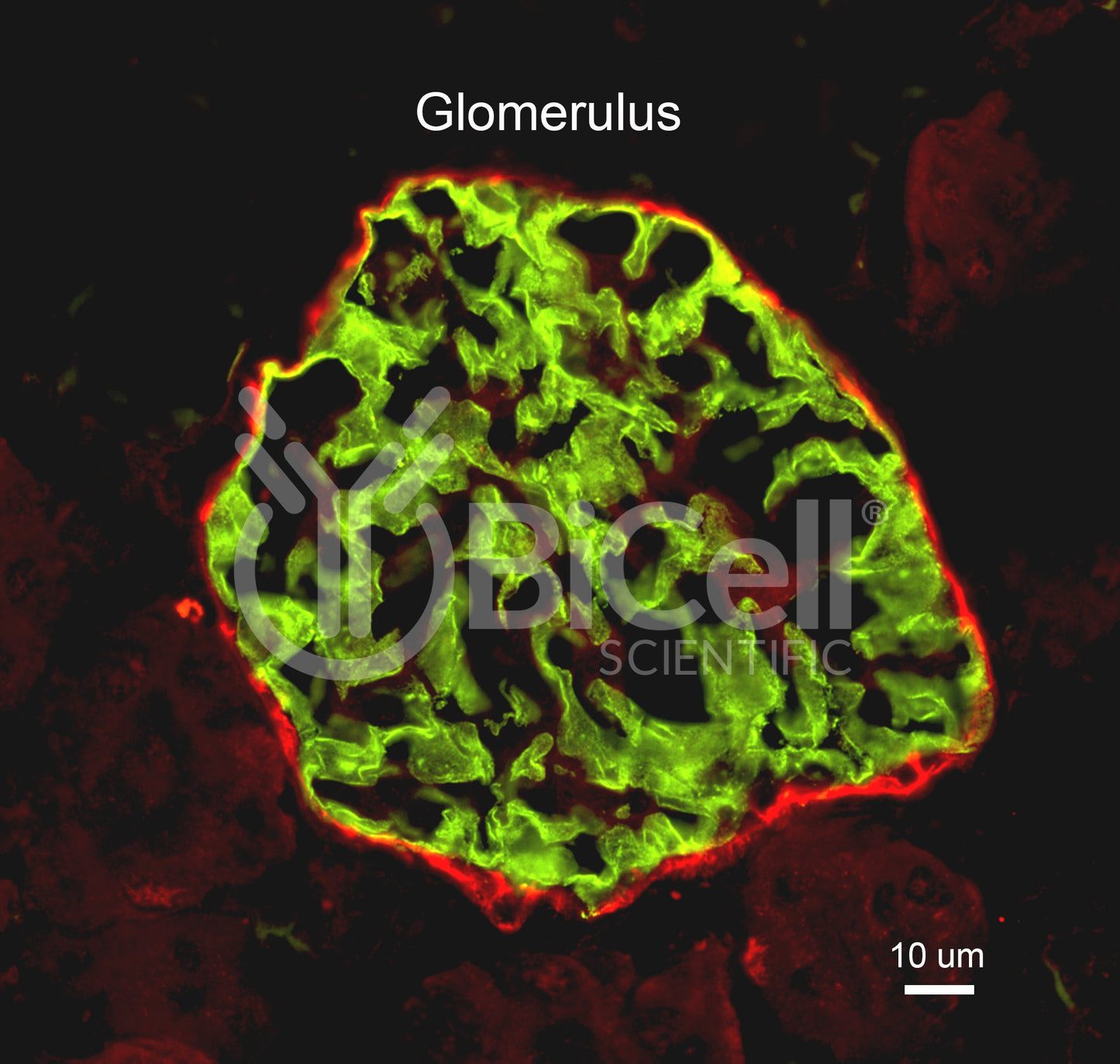 Claudin-1 (CLDN1) Antibody - Western Blot Validated