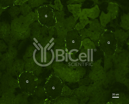 Claudin-1 (CLDN1) Antibody - Western Blot Validated