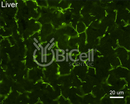 Claudin-1 (CLDN1) Antibody - Western Blot Validated