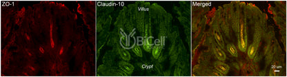 Claudin-10 (CLDN10) Antibody - Western Blot Validated