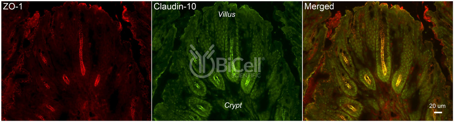 Claudin-10 (CLDN10) Antibody - FFPE Validated