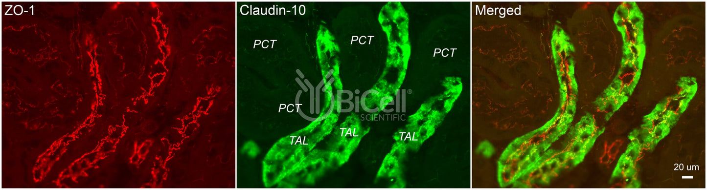 Claudin-10 (CLDN10) Antibody - FFPE Validated