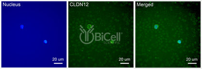 Claudin-12 (CLDN12) Antibody