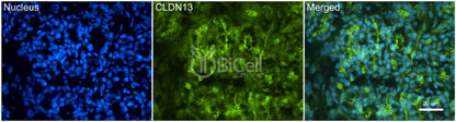 Claudin-13 (CLDN13) Antibody