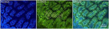 Claudin-13 (CLDN13) Antibody - FFPE Validated