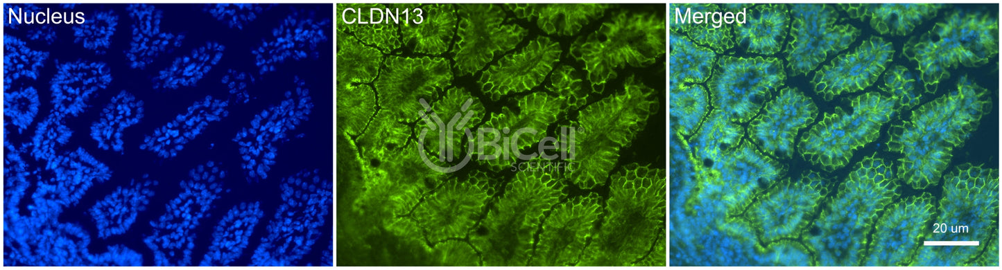 Claudin-13 (CLDN13) Antibody