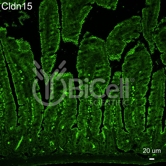 Claudin-15 (CLDN15) Monoclonal Antibody (A10 Clone) - Western Blot Validated