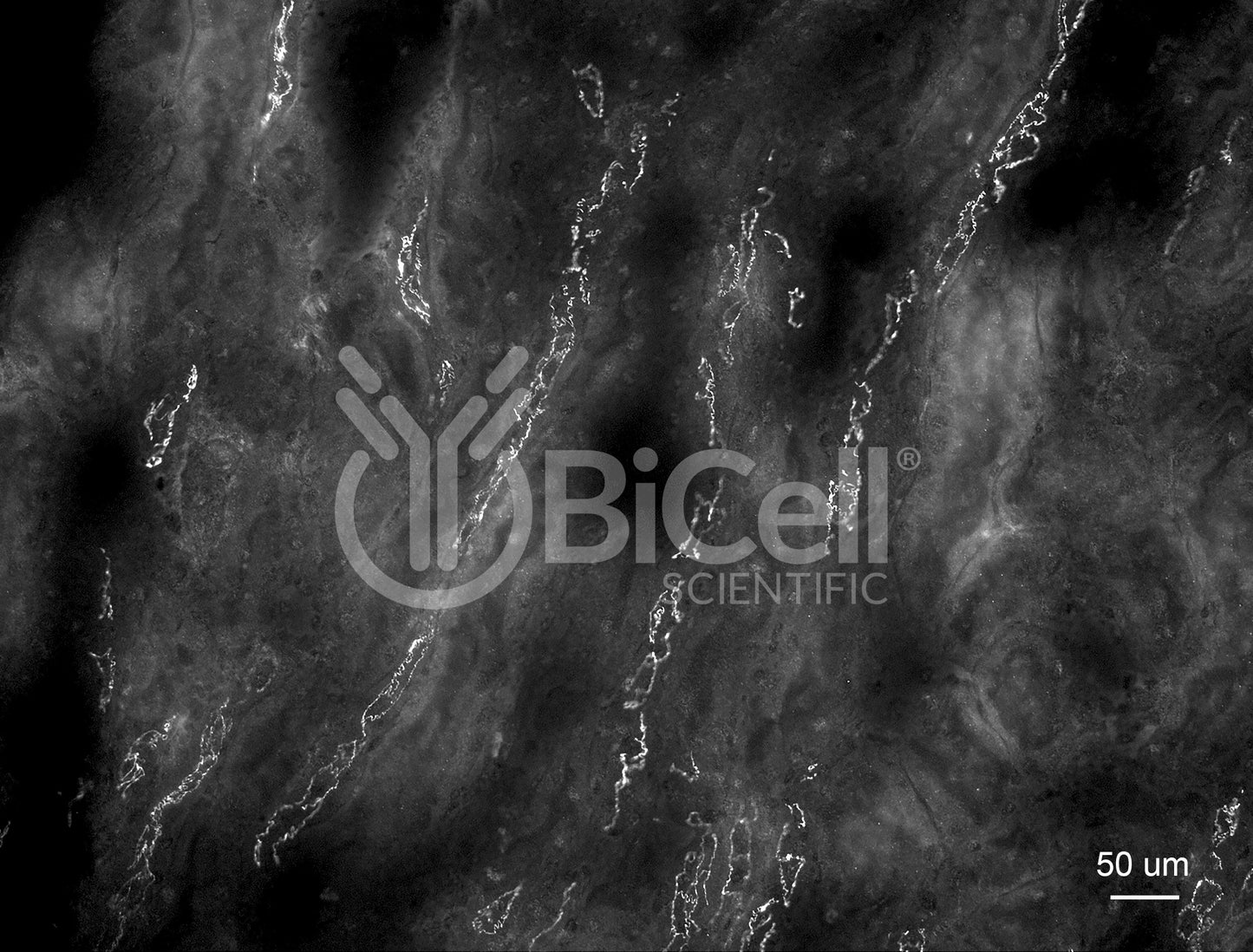 Claudin-16 (CLDN16) Antibody - FFPE Validated