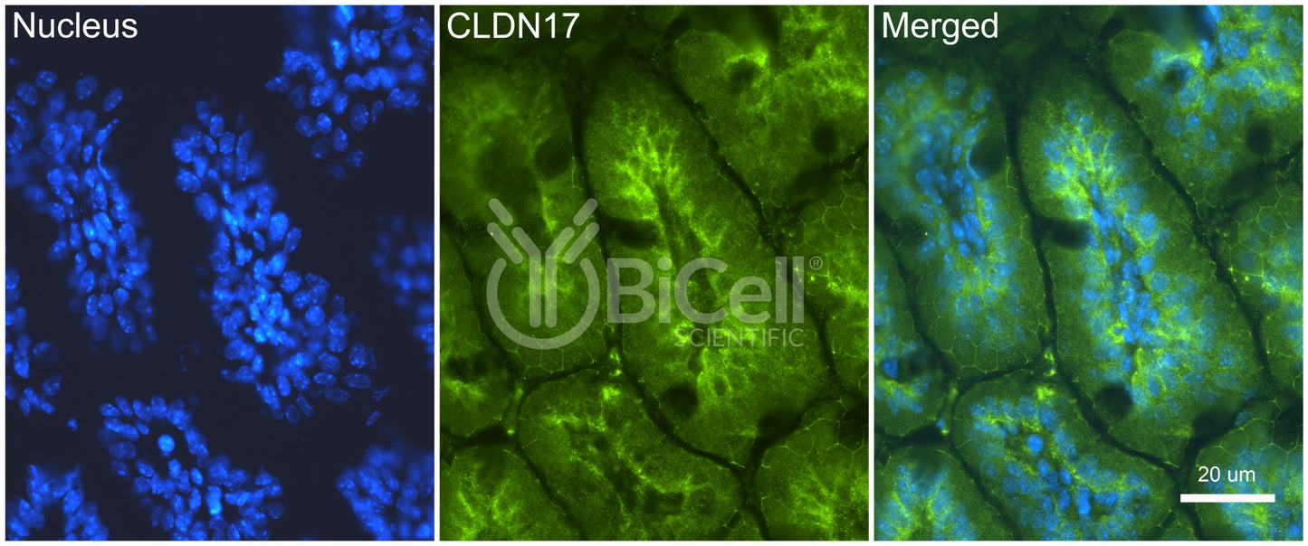 Claudin-17 (CLDN17) Antibody