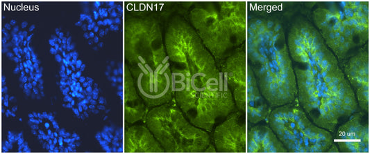 Claudin-17 (CLDN17) Antibody