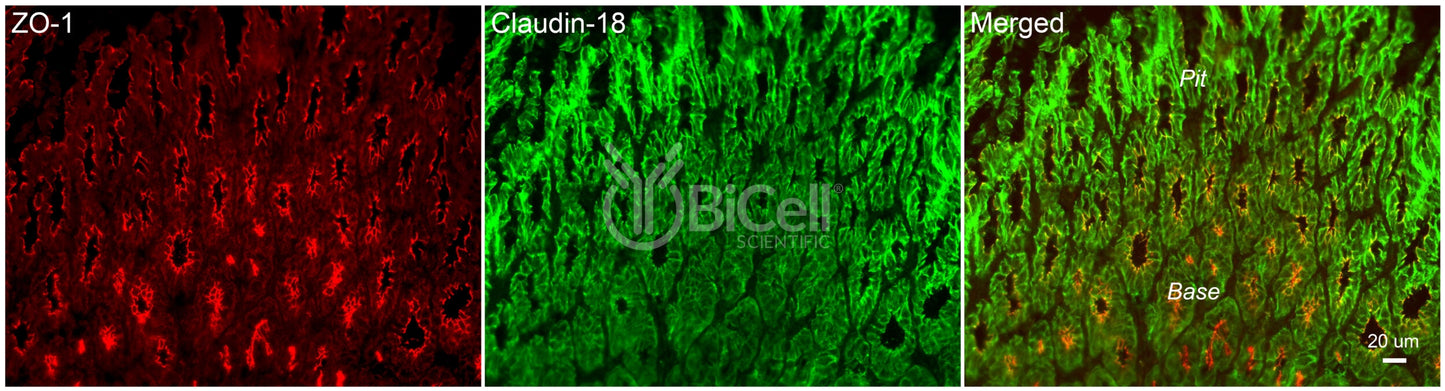 Claudin-18 (CLDN18) Antibody - Western Blot Validated