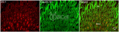 Claudin-18 (CLDN18) Antibody - Western Blot Validated