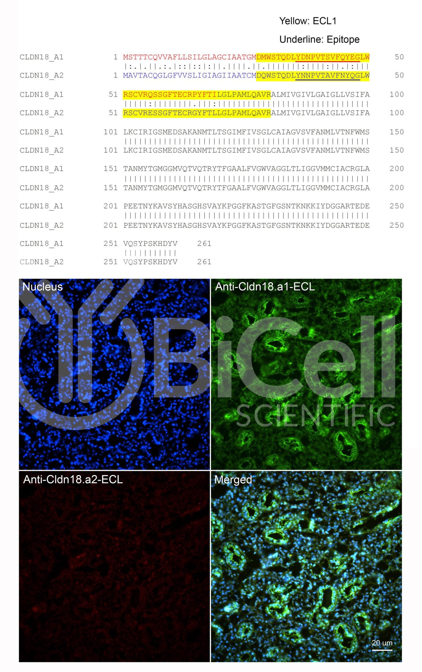 Claudin-18.a1 ECL (CLDN18.a1-ECL) Antibody