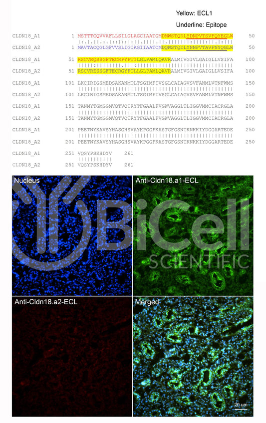 Claudin-18.a1 ECL (CLDN18.a1-ECL) Antibody - Western Blot Validated