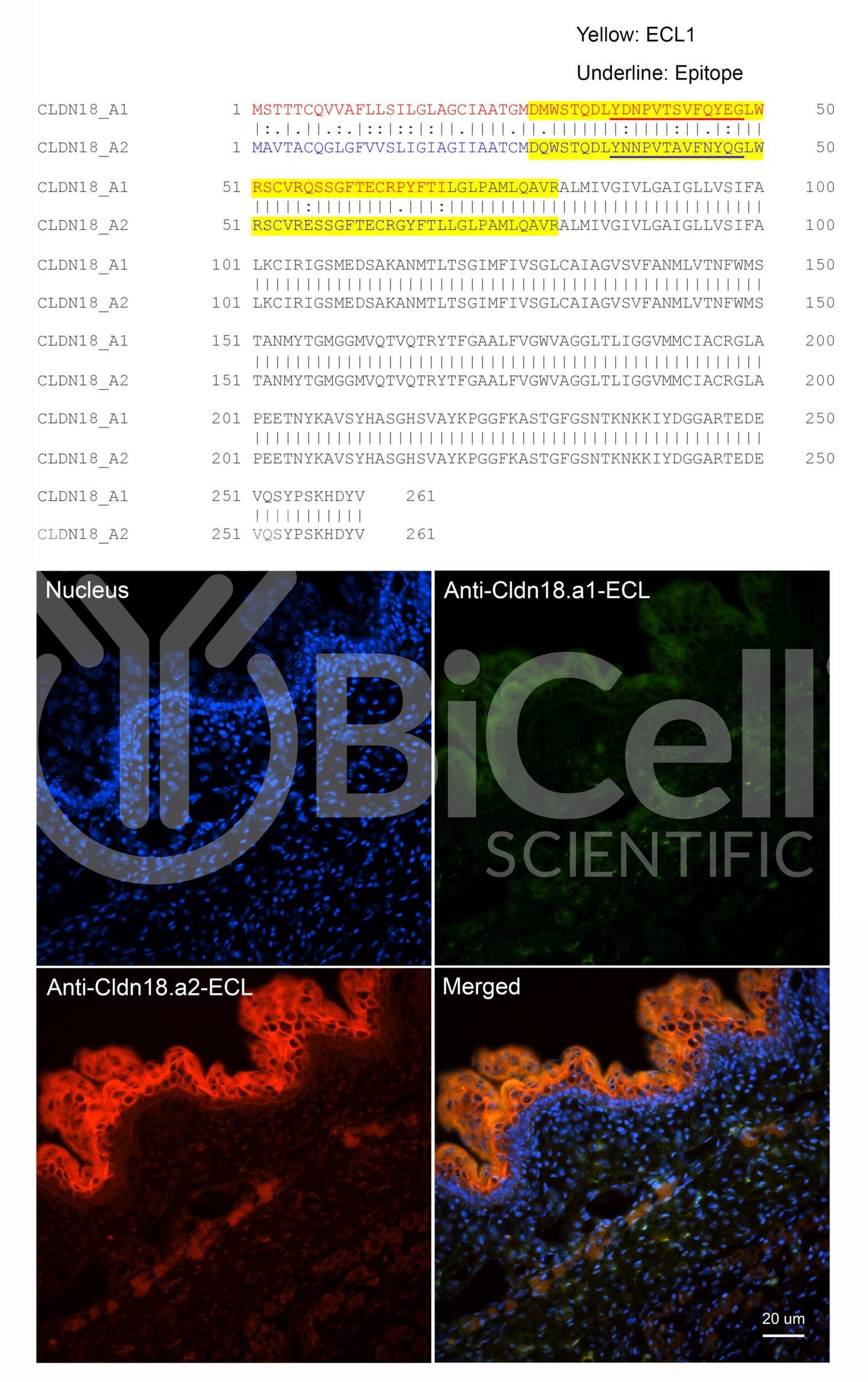Claudin-18.a1 ECL (CLDN18.a1-ECL) Antibody - Western Blot Validated