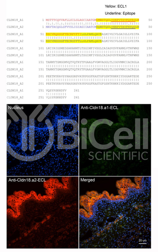 Claudin-18.a2 ECL (CLDN18.a2-ECL) Antibody - FFPE Validated