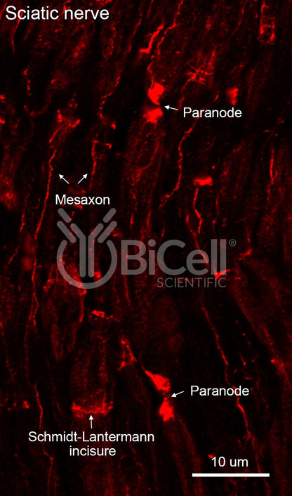 Claudin-19 (CLDN19) Antibody - Western Blot Validated