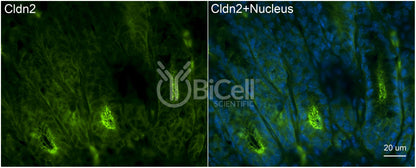 Claudin-2 (CLDN2) Monoclonal Antibody (G2 Clone) - Western Blot Validated