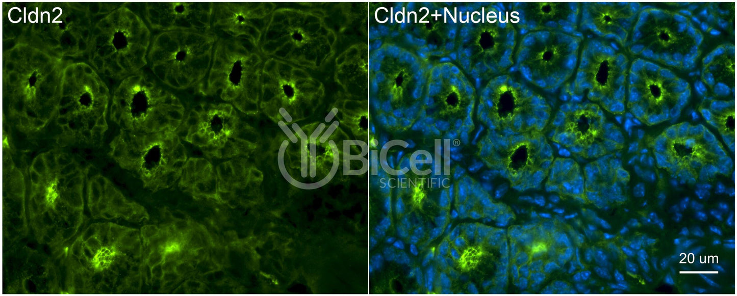 Claudin-2 (CLDN2) Monoclonal Antibody (G2 Clone) - Western Blot Validated