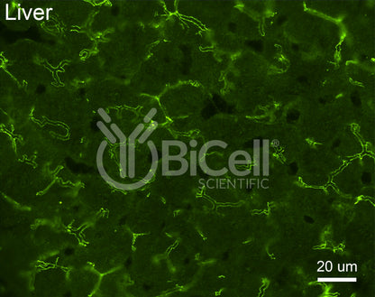 Claudin-2 (CLDN2) Antibody - Western Blot Validated