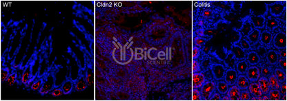 Claudin-2 (CLDN2) Antibody - FFPE Validated