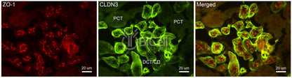 Claudin-3 (CLDN3) Antibody - Western Blot Validated