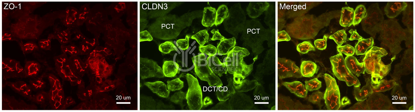 Claudin-3 (CLDN3) Antibody - FFPE Validated