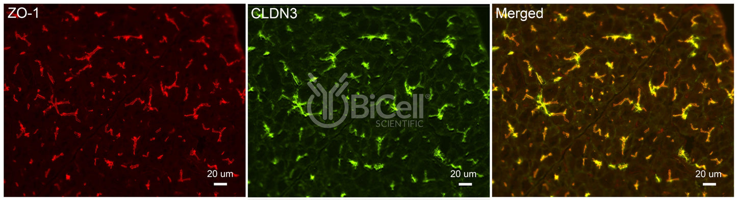 Claudin-3 (CLDN3) Antibody - Western Blot Validated