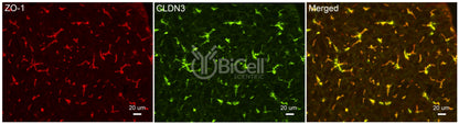Claudin-3 (CLDN3) Antibody - Western Blot Validated