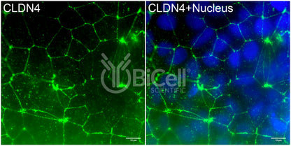 Claudin-4 (CLDN4) Antibody - Western Blot Validated