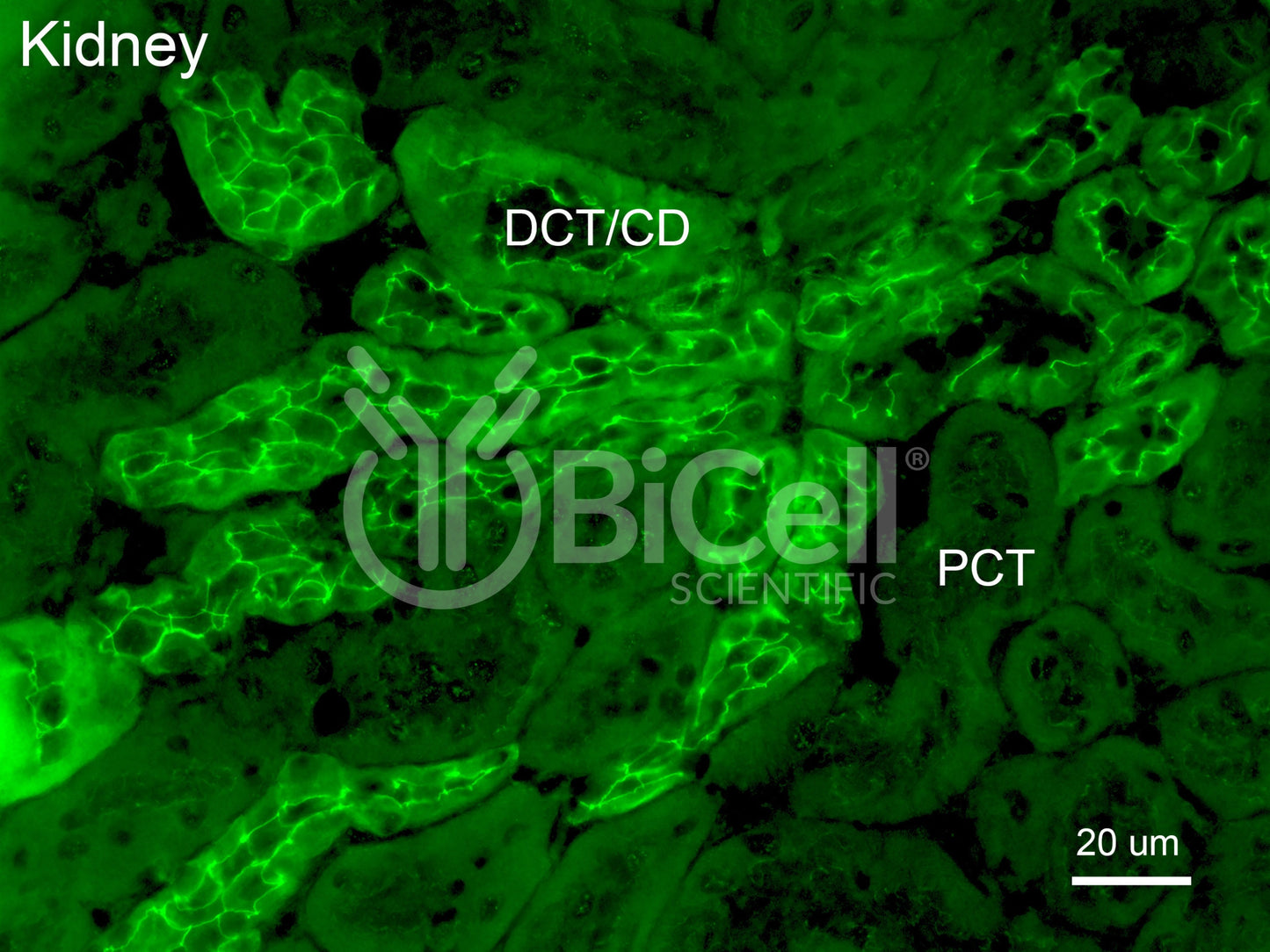 Claudin-4 (CLDN4) Antibody - Western Blot Validated