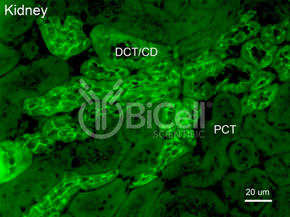 Claudin-4 (CLDN4) Antibody - Western Blot Validated