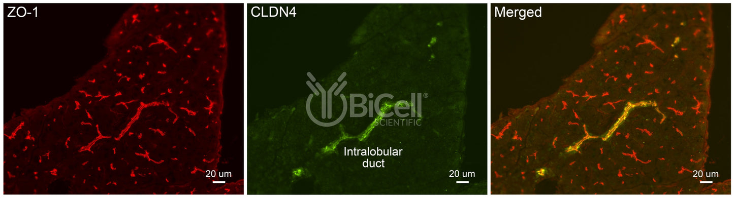 Claudin-4 (CLDN4) Antibody - FFPE Validated