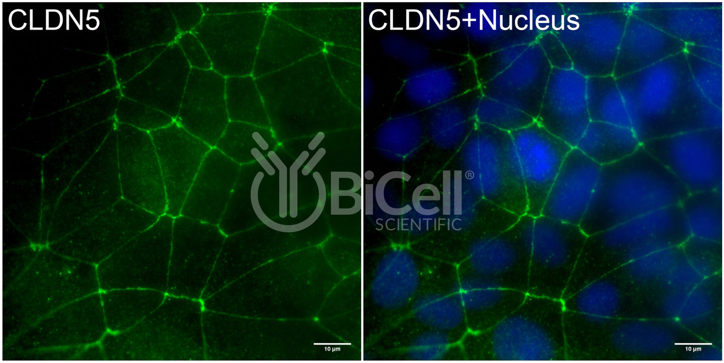 Claudin-5 (CLDN5) Antibody - Western Blot Validated