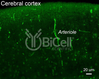 Claudin-5 (CLDN5) Antibody - FFPE Validated