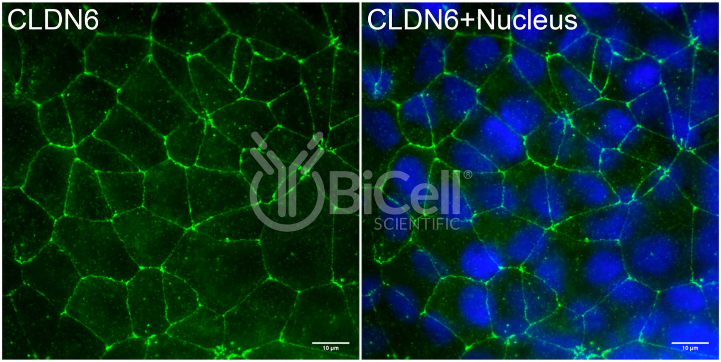 Claudin-6 (CLDN6) Antibody