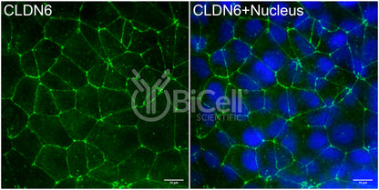 Claudin-6 (CLDN6) Antibody